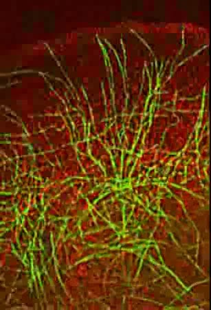 CIL:11926, Taricha granulosa, epithelial cell of lung