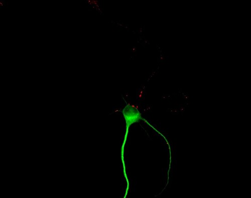 CIL:6203, Rattus, multipolar neuron