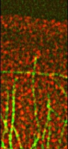 CIL:12297, Taricha granulosa, epithelial cell of lung