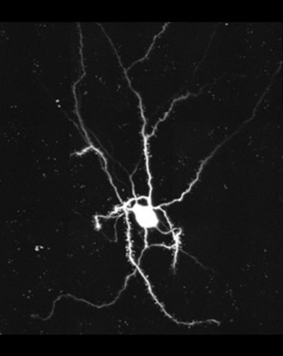 CIL:48401, Mus musculus, CNS neuron (sensu Vertebrata)