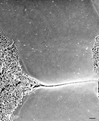 CIL:36715, Paramecium multimicronucleatum, cell by organism, eukaryotic cell, Eukaryotic Protist, Ciliated Protist