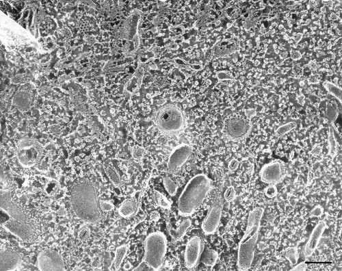 CIL:26728, Paramecium multimicronucleatum, cell by organism, eukaryotic cell, Eukaryotic Protist, Ciliated Protist