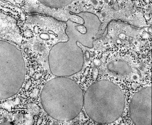 CIL:37139, Rattus, pancreatic cell