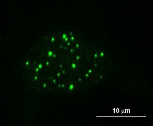 CIL:37338, Mus musculus, fibroblast