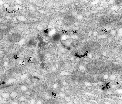 CIL:37120, Cavia porcellus, pancreas cell