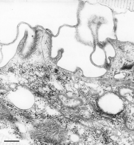 CIL:36792, Paramecium caudatum, cell by organism, eukaryotic cell, Eukaryotic Protist, Ciliated Protist