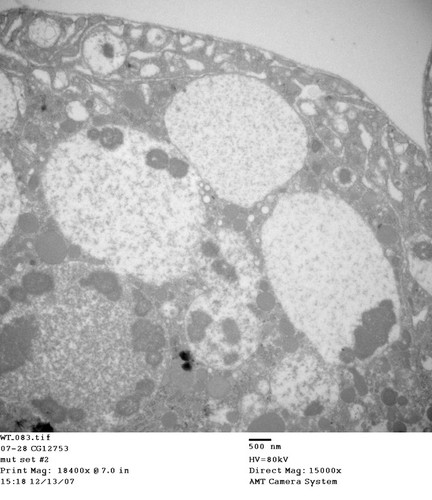 CIL:13469, Drosophila melanogaster, garland cell