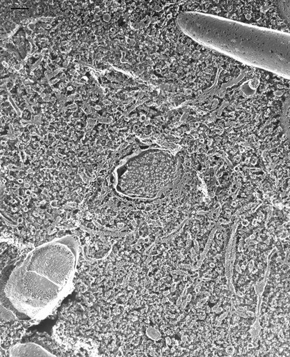 CIL:21697, Paramecium multimicronucleatum, cell by organism, eukaryotic cell, Eukaryotic Protist, Ciliated Protist