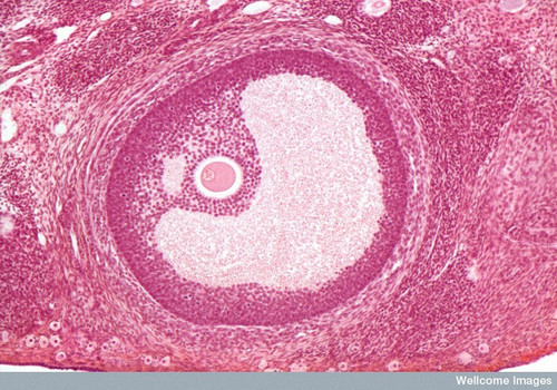 CIL:39036, Mus musculus, oocyte, follicle cell, egg