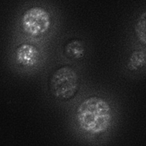 CIL:24819, Saccharomyces cerevisiae S288c