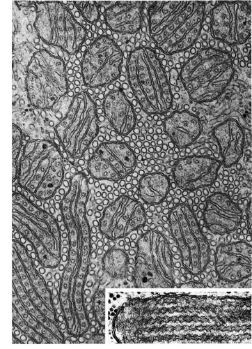 CIL:11443, Cyprinodon variegatus