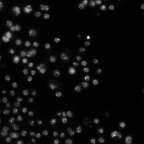 CIL:21775, Drosophila melanogaster, epithelial