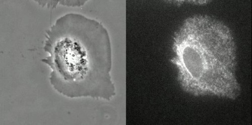 CIL:12017, Hypsophrys nicaraguensis, keratocyte