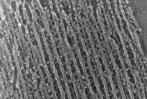 CIL:1316, Oryctolagus cuniculus, skeletal muscle cell