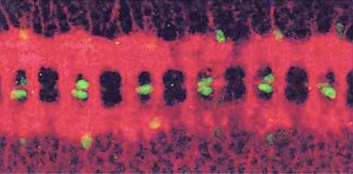 CIL:217, Drosophila melanogaster, glial cell