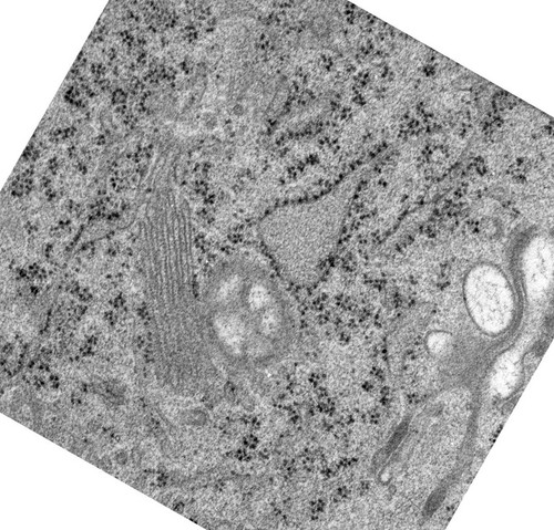 CIL:24480, Rattus norvegicus, epithelial cell