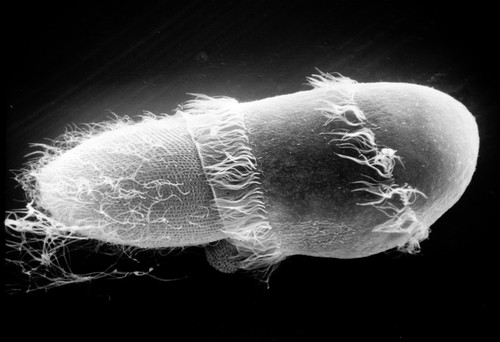 CIL:21995, Didinium nasutum, Paramecium sp., cell by organism, eukaryotic cell, Eukaryotic Protist, Ciliated Protist