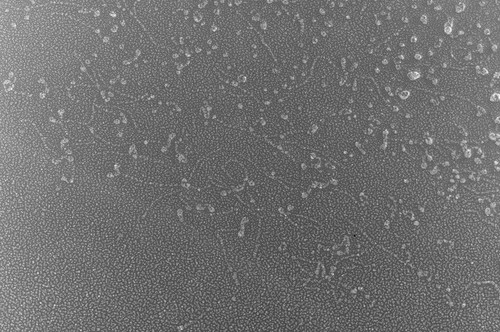 CIL:4654, Oryctolagus cuniculus, skeletal muscle cell