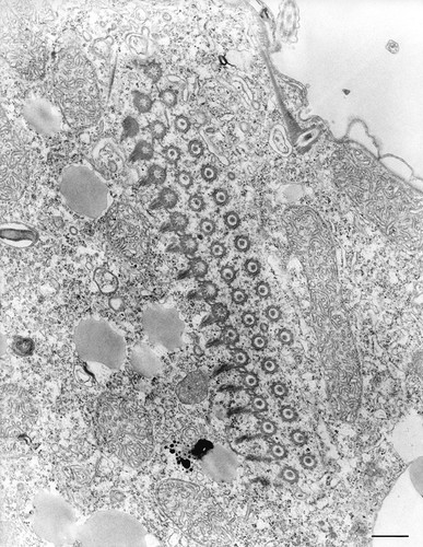 CIL:36218, Tetrahymena pyriformis, cell by organism, eukaryotic cell, Eukaryotic Protist, Ciliated Protist