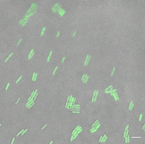 CIL: 54714, Bacteria E coli, MC1061