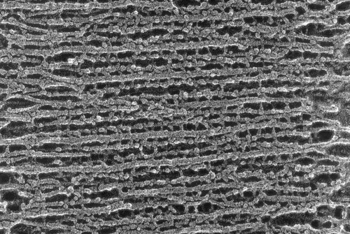 CIL:1439, Oryctolagus cuniculus, skeletal muscle cell