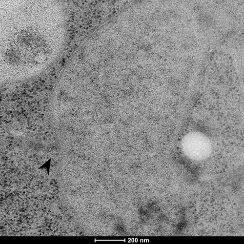 CIL: 50863, Saccharomyces cerevisiae (baker's yeast, budding yeast), Mixed population of S. cerevisiae cells