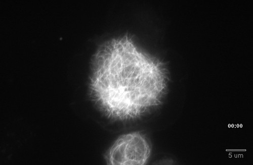 CIL:40629, Drosophila melanogaster