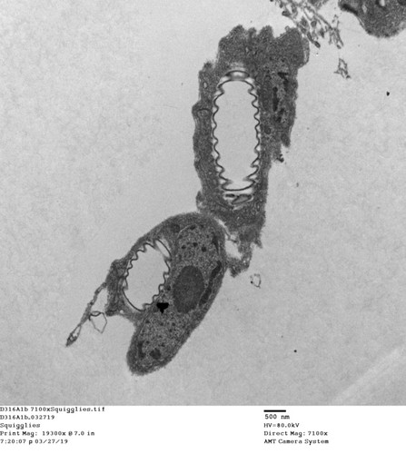 CIL: 50730, Drosophila melanogaster