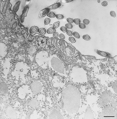 CIL:36784, Paramecium caudatum, cell by organism, eukaryotic cell, Eukaryotic Protist, Ciliated Protist