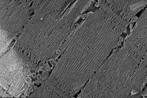 CIL:835, Oryctolagus cuniculus, skeletal muscle cell