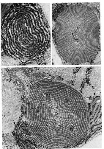 CIL:10797, Oryctolagus, muscle cell