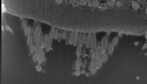 CIL: 50708, FIB-SEM Dataset of anti-PKHD1L1 Immuno-Gold Labeled Outer Hair Cell Stereocilia Bundles
