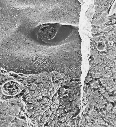 CIL:36610, Paramecium multimicronucleatum, cell by organism, eukaryotic cell, Eukaryotic Protist, Ciliated Protist