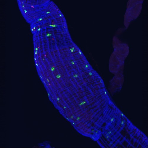 CIL:42255, Drosophila melanogaster, endocrine cell, muscle cell