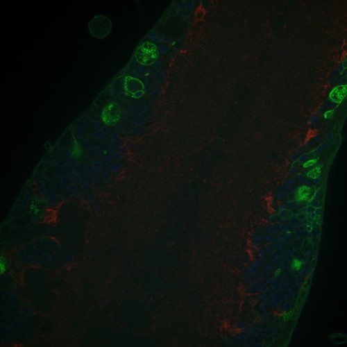 CIL: 54688, Drosophila melanogaster, astrocytes (red)