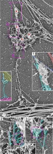 CIL:40660, Rattus, hippocampal neuron