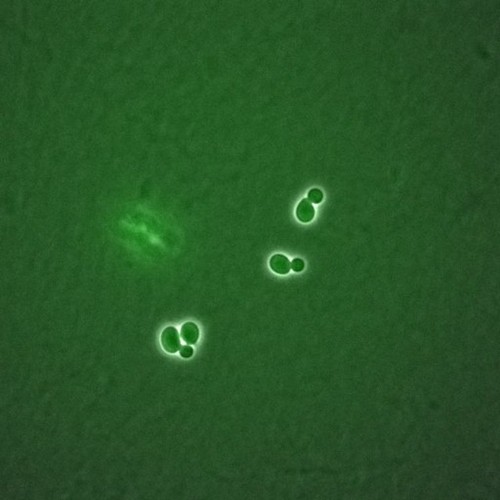 CIL:35826, Saccharomyces cerevisiae