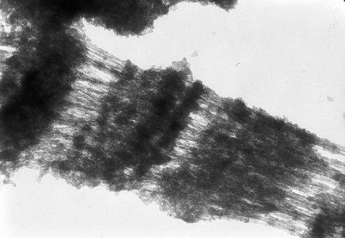 CIL:24977, Drosophila melanogaster, fat body cell