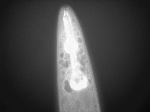 CIL:1275, Caenorhabditis elegans, muscle cell