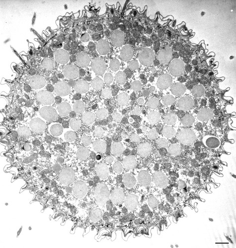 CIL:36755, Paramecium caudatum, cell by organism, eukaryotic cell, Eukaryotic Protist, Ciliated Protist