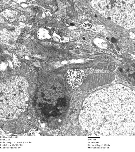 CIL: 50786, Drosophila melanogaster