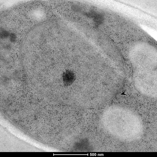 CIL: 50858, Saccharomyces cerevisiae (baker's yeast, budding yeast), Mixed population of S. cerevisiae cells