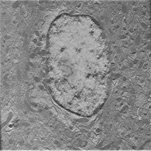 CIL:40218, Mus musculus, astrocyte of the hippocampus