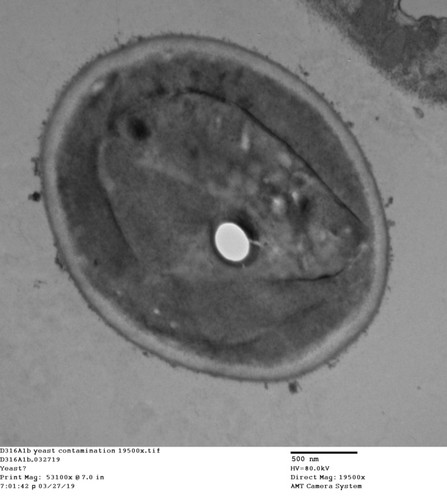 CIL: 50734, Drosophila melanogaster