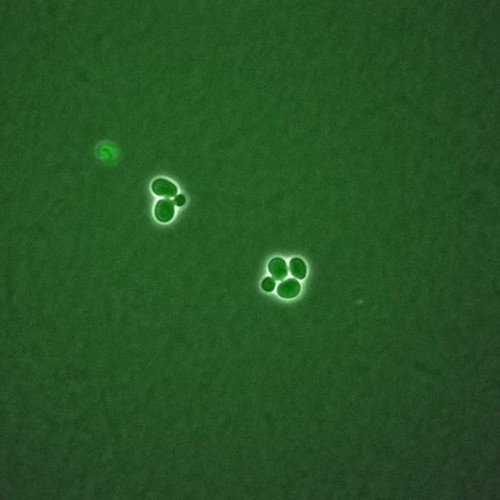 CIL:35828, Saccharomyces cerevisiae