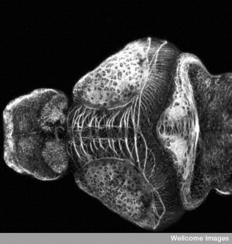 CIL:39026, Danio rerio, neuron