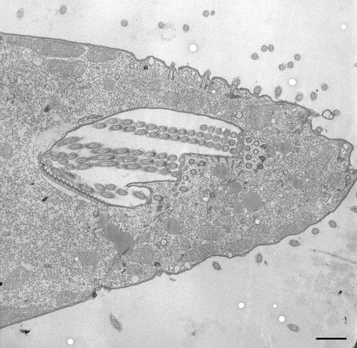 CIL:34753, Tetrahymena pyriformis, cell by organism, eukaryotic cell, Eukaryotic Protist, Ciliated Protist