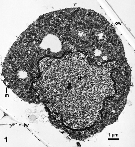 CIL:16312, Maize mosaic virus, Zea mays, plant cell, epidermal cell