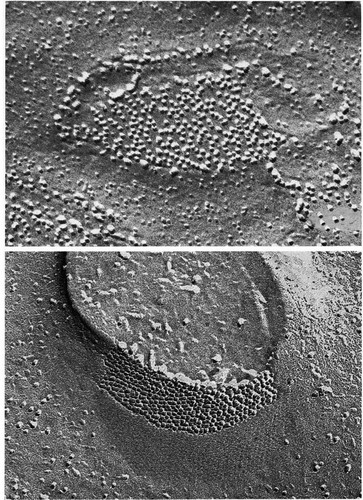 CIL:11232, non-pigmented ciliary epithelial cell