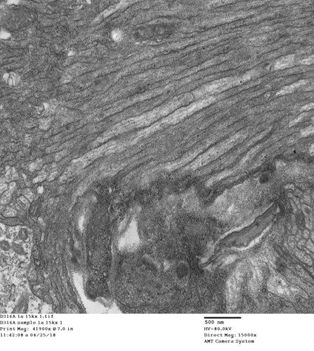 CIL: 50737, Drosophila melanogaster